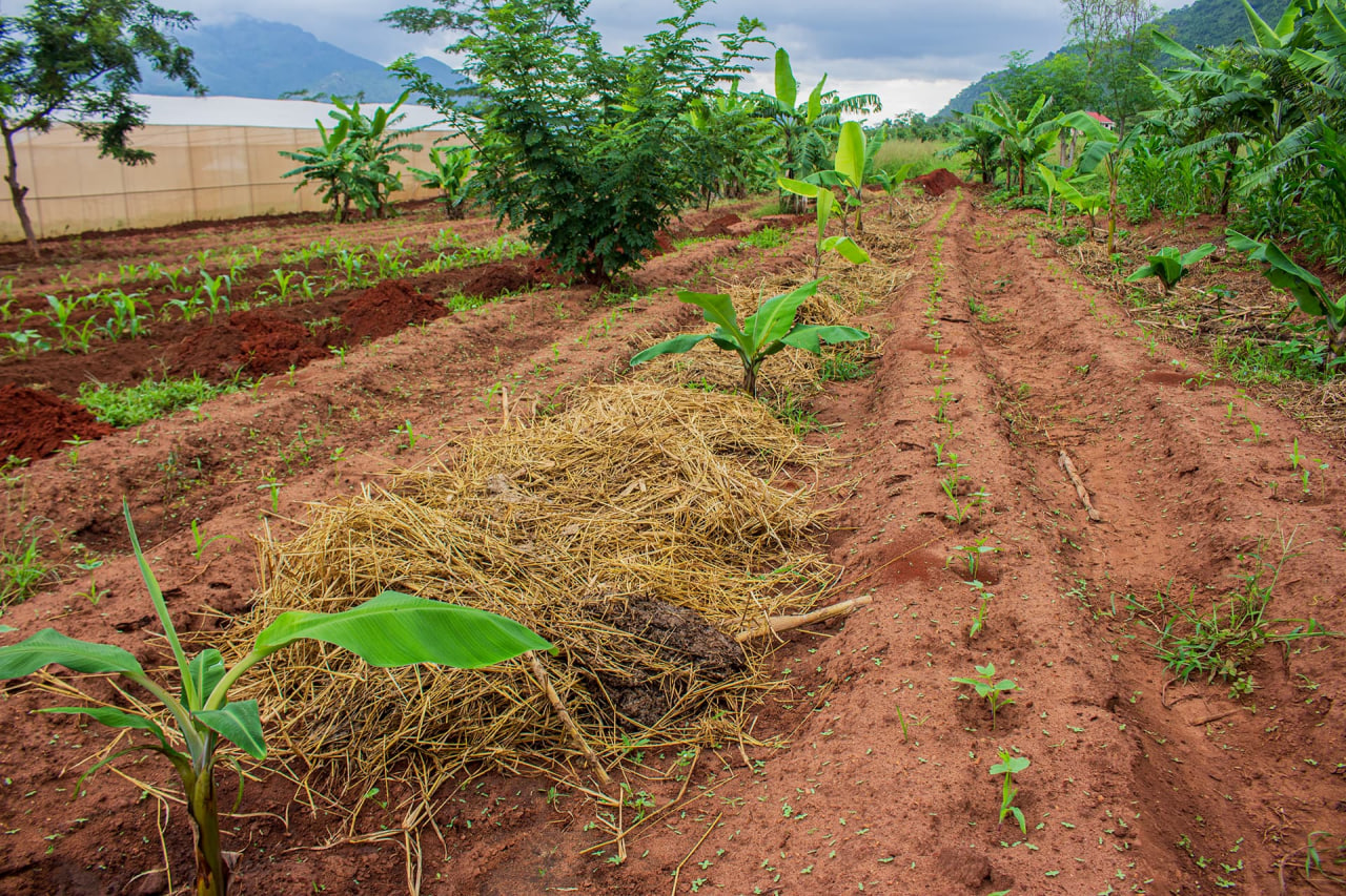 Precision From Planting to Harvest